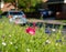 Colourful wild flowers, including poppies and cornflowers, on a roadside verge in Eastcote, West London UK.