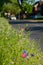 Colourful wild flowers, including poppies and cornflowers, on a roadside verge in Eastcote, West London UK.