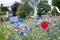 Colourful wild flowers, including poppies and cornflowers, on a roadside verge in Eastcote, West London UK.