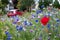 Colourful wild flowers, including poppies and cornflowers, on a roadside verge in Eastcote, West London UK.