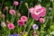 Colourful wild flowers, including poppies and cornflowers, on a roadside verge in Eastcote, West London UK.