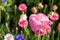 Colourful wild flowers, including poppies and cornflowers, on a roadside verge in Eastcote, West London UK.