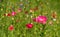 Colourful wild flowers, including poppies and cornflowers, on a roadside verge in Ickenham, West London UK.