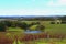 Colourful wine orchad in Adelaide Hills