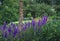 Colourful woodland garden with Delphiniums flowers and plants