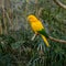 Colourful yellow lori parrot on the perch