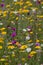 colourful yellow, purple and white wildflowers in close-up