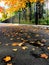 Colourful yellow, red, burgundy, orange  autumn leaves fallen and lying on the asphalt at sunny day, fence on background, bottom