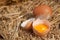 Colourful yellow yolk in a broken eggshell