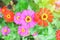 Colourful zinnia flower