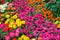 Colourful Zinnia flowers at the garden.Beautiful Floral Background