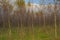 Colourfull birch forest in fall in the flemish countryside