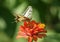 colourfull butterfly on flower