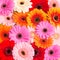 Colourfull Gerbera flowers