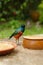 Colourfull little bird on the ground between feed plates in Kuala Lumpur Birdpark, Malaysia.