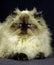 Colourpoint Persian Domestic Cat, Adult laying against Black Background