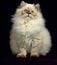 Colourpoint Persian Domestic Cat, Kitten against Black Background