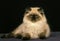 Colourpoint Persian Domestic Cat, Kitten against Black Background