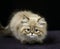 Colourpoint Persian Domestic Cat, Kitten standing against Black Background