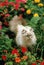 Colourpoint Persian Domestic Cat standing in Flowers