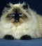 Colourpoint Seal Point Persian Domestic Cat