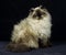 Colourpoint Seal Point Persian Domestic Cat, Adult sitting against Black Background