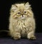 Colourpoint Seal Point Persian Domestic Cat, Kitten sitting against Black Background