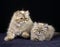 Colourpoint Seal Point Persian Domestic Cat, Mother and Kitten against Black Background