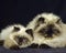 Colourpoint Seal Point Persian Domestic Cat, Mother and Kitten against Black Background