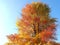 Colours of autumn fall - beautiful black Tupelo tree in front of blue sky