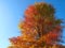 Colours of autumn fall - beautiful black Tupelo tree in front of blue sky