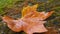 The colours  of autumn in a leaf