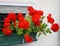 Colours of Italy geraniums