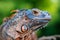 Colse up-macro  iguana reptile animal low angle shoot
