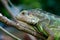 Colse up-macro  iguana reptile animal low angle shoot