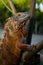 Colse up-macro  iguana reptile animal low angle shoot