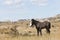Colt in canyons looking for mother