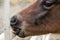 A colt chewing a fence