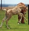 Colt foal jumping