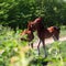 Colt in grass