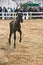 Colt with his mother in an equestrian competition