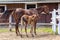 Colt and his mother horse in the stables