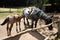 Colt horse breastfeeding in farm