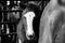 Colt horse looking at camera in black and white