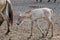 Colt of horse przewalski, Wild horse, Przewalski's horses are the only wild relatives of horses living now