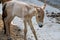 Colt of horse przewalski, Wild horse, Przewalski's horses are the only wild relatives of horses living now