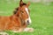 Colt on a meadow