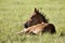 Colt newborn in field