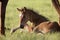 Colt newborn in field