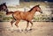 Colt runs at a gallop in the paddock